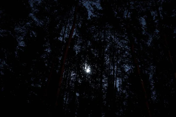 Kmeny Břízy Jedle Osvětlené Reflektory Auta Pozadí Noční Oblohy Měsíce — Stock fotografie