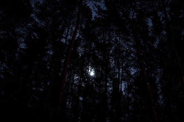 Tree trunks of birches and firs illuminated by headlights from a car, against the background of the night sky and the moon