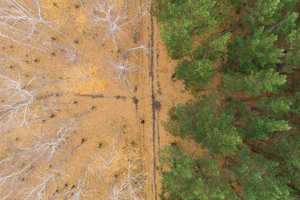 Jalan Kosong Musim Gugur Dengan Hutan Campuran Yang Cerah Pemandangan — Stok Foto