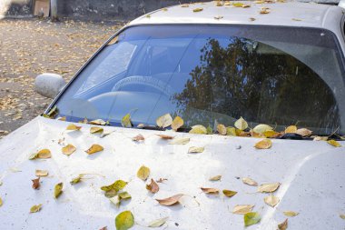 Arabanın buzlu ön camı ve kaputu beyaz don ve düşmüş sarı yapraklarla kaplıydı..