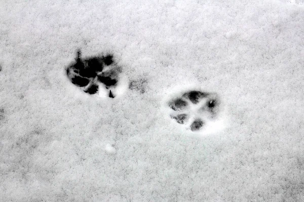 dog trail in the first snow after heavy snowfall