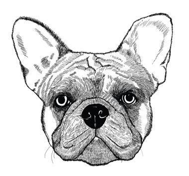 Fransız buldozer, vektör köpek çizim