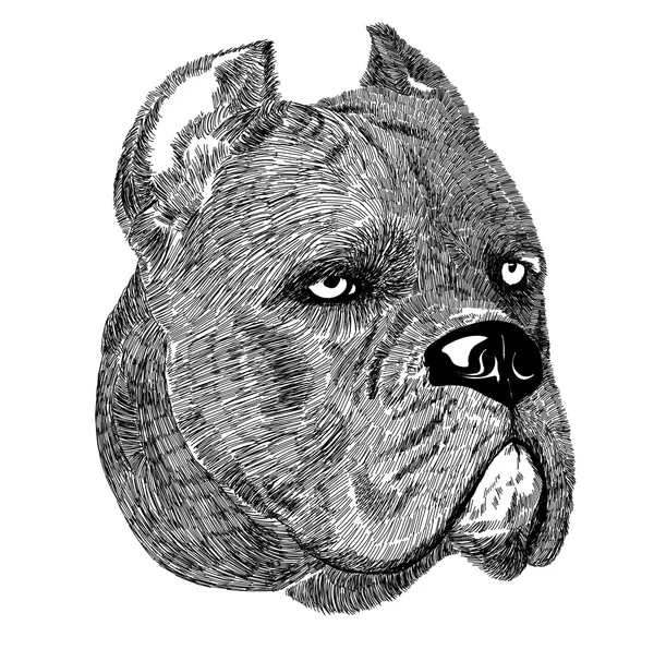 Corso köpek portre vektör yaratıcı kamışı — Stok Vektör