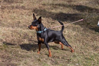 Oyuncak korkunç yolda. Güzel bir hayvan fotoğraf