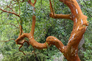 Arrayan tree (Luma apiculata - Chilean Myrtle) in Huerquehue national park, Chile clipart