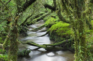 Enchanted Forest, Queulat National Park (Chile) clipart