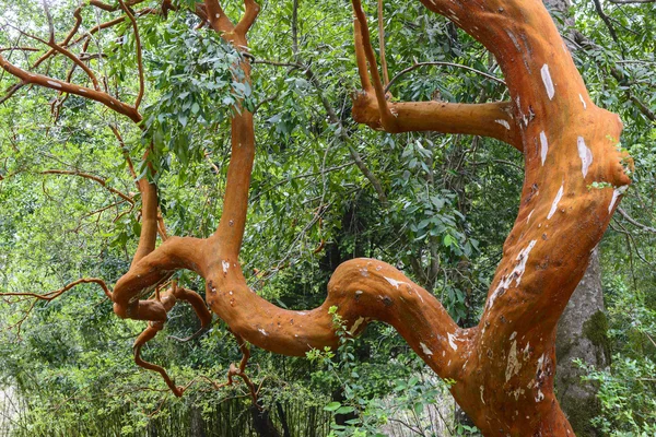 Arrayan (Luma apiculata - Myrte du Chili) dans le parc national de Huerquehue, Chili — Photo