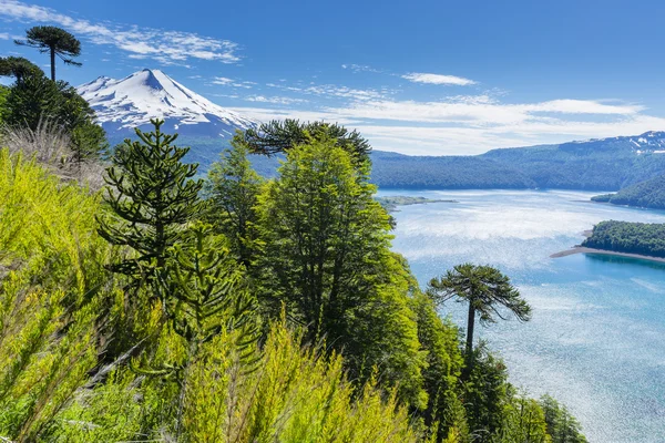 Conguillio Ulusal Parkı, Şili 'deki Araucaria Ormanı — Stok fotoğraf