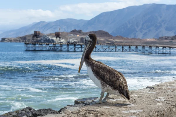 Bruine pelikaan in de oude pier van Taltal (Chili) — Stockfoto