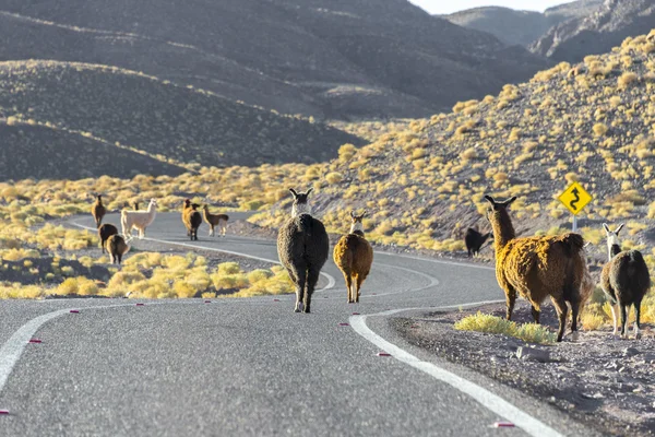 Herd of llamas crossing the road, Chile — Stock Photo, Image