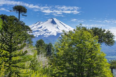 Conguillio Ulusal Parkı, Şili 'deki Araucaria Ormanı