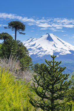 Conguillio Ulusal Parkı, Şili 'deki Araucaria Ormanı