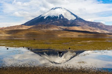 Parinacota volkan ve Chungara Gölü, Lauca Millî Parkı (Şili)