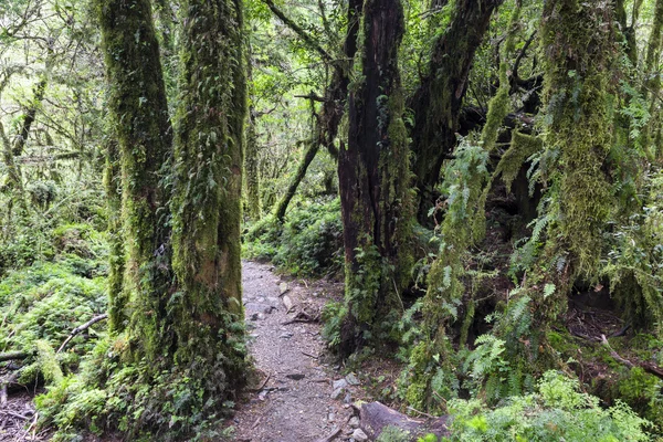 Büyülü orman, Queulat Milli Parkı (Şili)