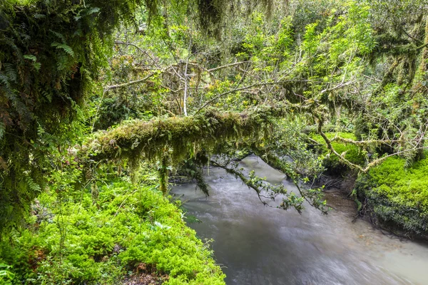 Büyülü orman, Queulat Milli Parkı (Şili) — Stok fotoğraf