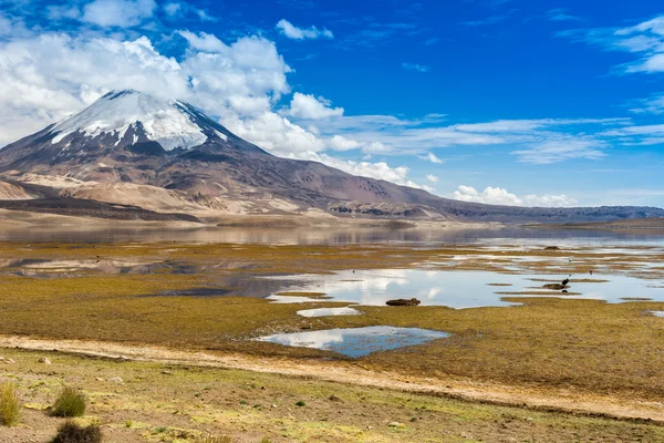 Vulkán Parinacota a Chungara jezero, Lauca národní Park (Chile) — Stock fotografie