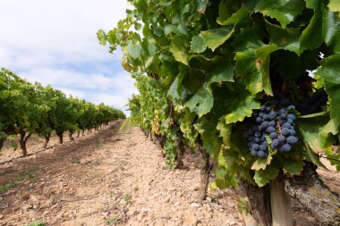 Bir üzüm bağında kırmızı üzümler, La Rioja, İspanya