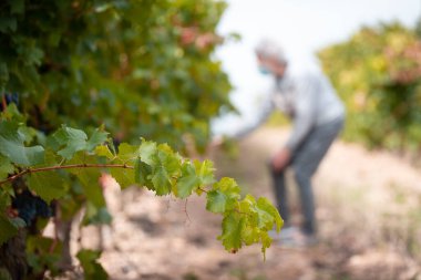 Bir kadın üzümleri topluyor, La Rioja, İspanya