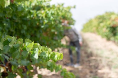 Bir kadın üzümleri topluyor, La Rioja, İspanya