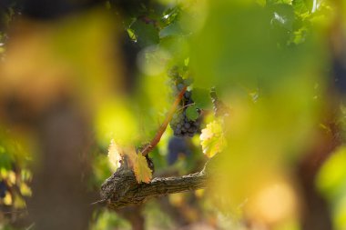 Bir üzüm bağında kırmızı üzümler, La Rioja Alta, İspanya