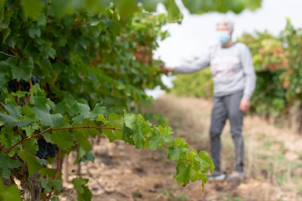 Una Donna Raccoglie Uva Rioja Spagna — Foto Stock