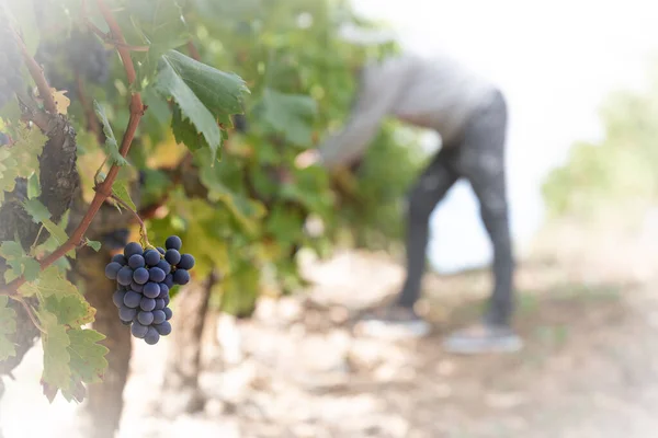 Una Donna Raccoglie Uva Rioja Spagna — Foto Stock