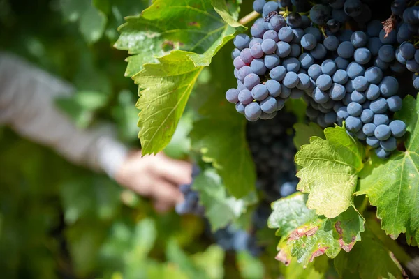 Červené Hrozny Vinici Rioja Španělsko — Stock fotografie