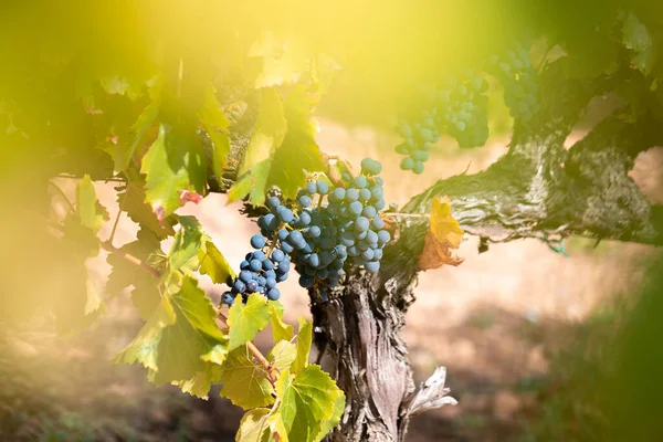 Rote Trauben Einem Weinberg Rioja Spanien — Stockfoto