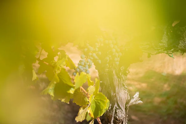 Uvas Tintas Viñedo Rioja Alta España —  Fotos de Stock