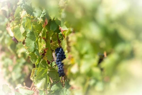 Rote Trauben Einem Weinberg Rioja Spanien — Stockfoto