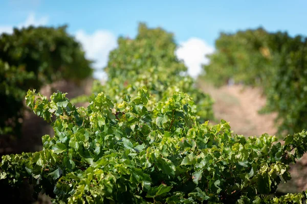 Rioja Alta Spanya Daki Üzüm Bağı — Stok fotoğraf