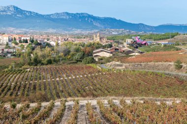 Üzüm bağları ve Elciego kasabası, Bask Ülkesi, İspanya