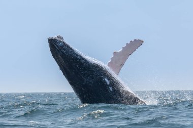 Humpback whale jumping in Machalilla National Park, Ecuador clipart