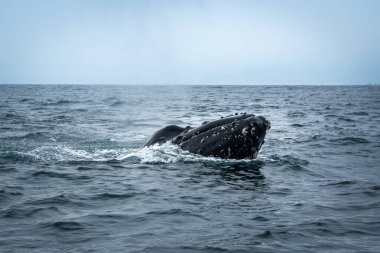 Machalilla Ulusal Parkı 'nda Kambur Balina, Ekvador