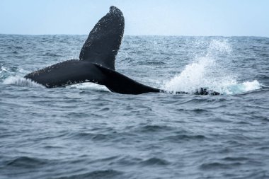 Puerto Lopez, Ekvador 'daki Kambur Balina
