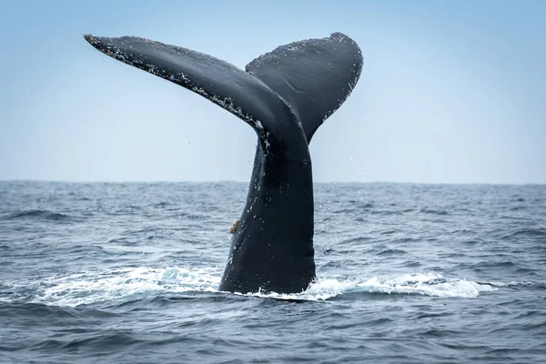 プエルト ロペス エクアドルのザトウクジラ — ストック写真