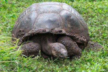 El Chato Kaplumbağa Rezervindeki dev kaplumbağa, Galapagos Adaları, Ekvador