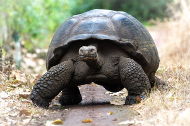 El Chato Kaplumbağa Rezervindeki dev kaplumbağa, Galapagos Adaları, Ekvador