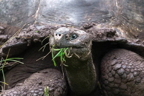 Detail Van Een Reuzenschildpad Chato Tortoise Reserve Galapagos Eilanden Ecuador — Stockfoto