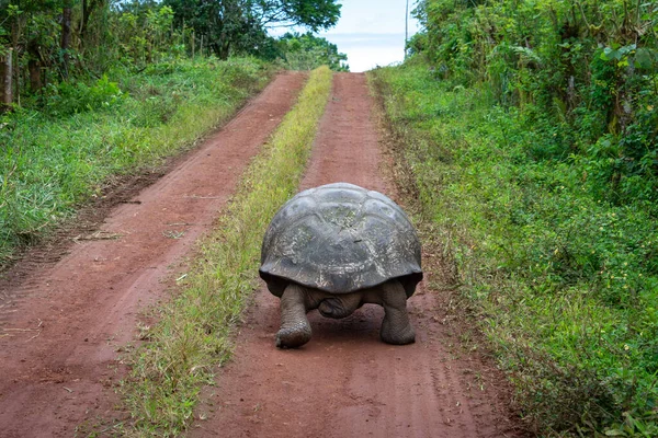 Reuzenschildpad Chato Tortoise Reserve Galapagos Eilanden Ecuador — Stockfoto