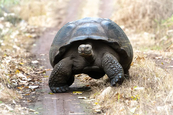 Reuzenschildpad Chato Tortoise Reserve Galapagos Eilanden Ecuador — Stockfoto