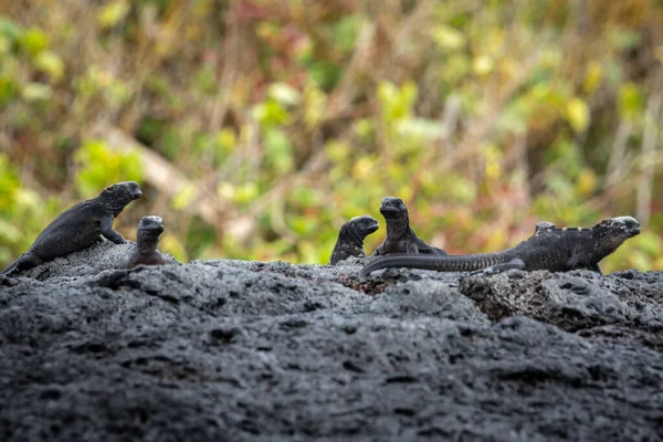 Galapagos Marine Iguanas Isabela Island Ecuador — 스톡 사진