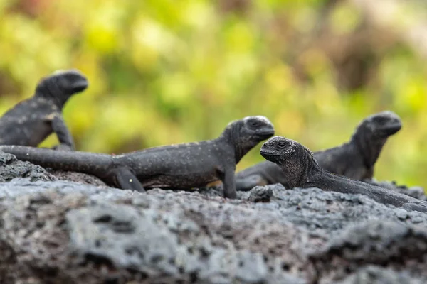 Galapagos Marine Iguanas Isabela Island Ecuador — 스톡 사진