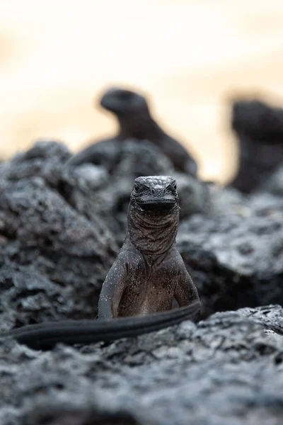 Galapagos Deniz Iguanaları Isabela Adası Ekvador — Stok fotoğraf