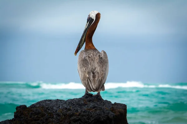 Бурый Пеликан Скале Остров Изабела Галапагосских Островах Эквадор — стоковое фото