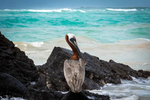 岩の上に茶色のペリカン ガラパゴス諸島のイザベル島 エクアドル — ストック写真