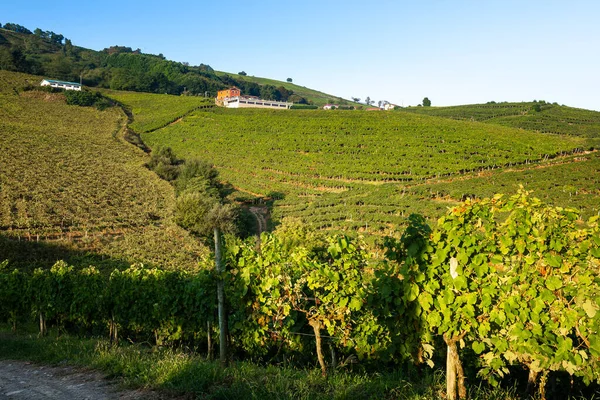 Txakoli Viñedos Vino Blanco Getaria País Vasco España — Foto de Stock