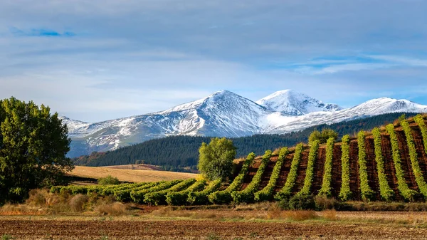 Vinhedos Com Montanha San Lorenzo Como Pano Fundo Rioja Espanha — Fotografia de Stock