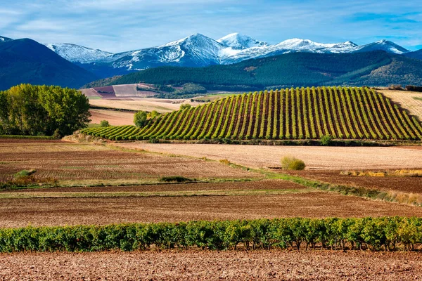 Weinberge Mit San Lorenzo Hintergrund Rioja Spanien — Stockfoto