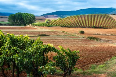 Arka planda Demanda sıradağları olan üzüm bağları, La Rioja, İspanya